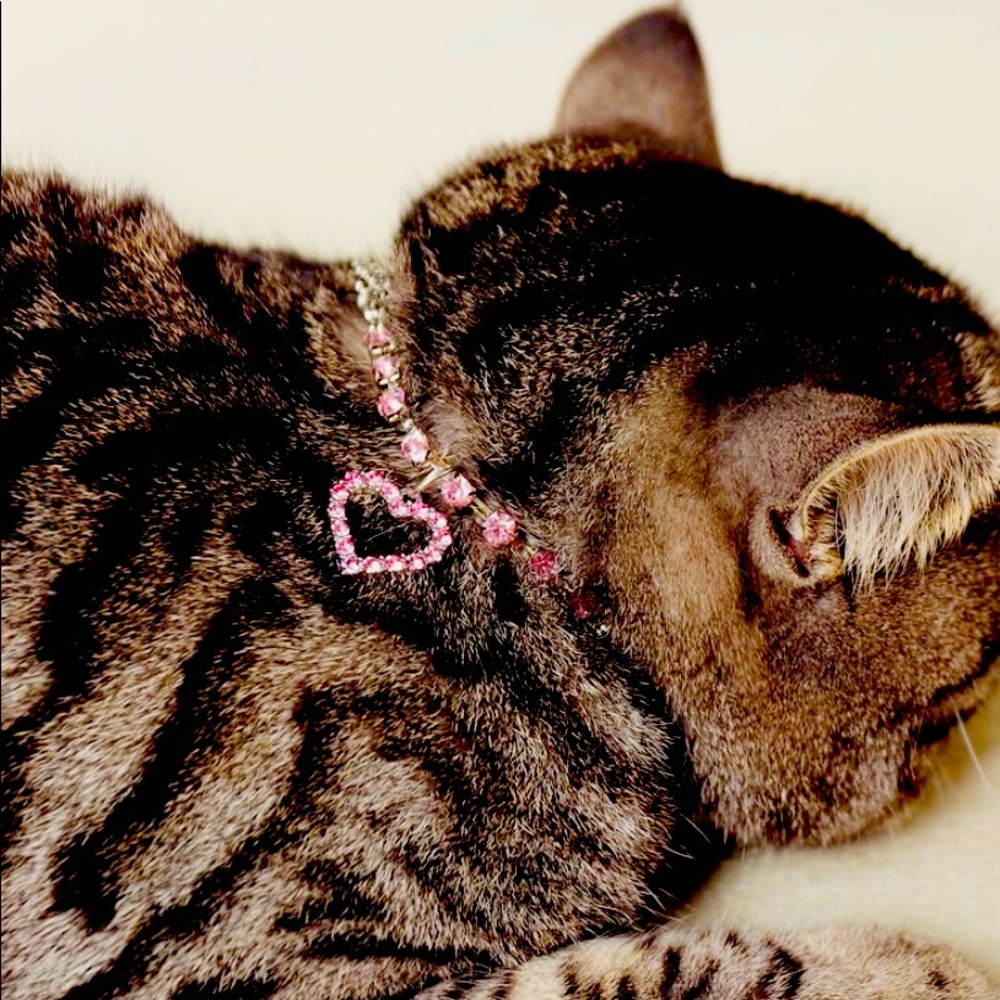 Heart ♥️ cat collar